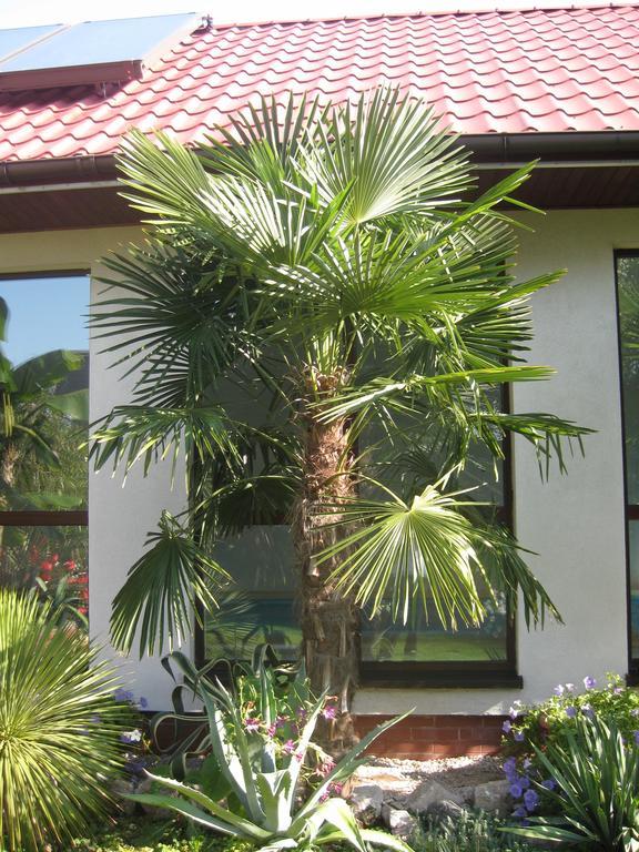 Pokoje Goscinne Pod Palmami Busko-Zdrój Kamer foto
